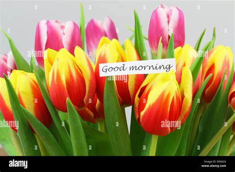 Good Morning Card With Colorful Tulips Stock Photo Alamy
