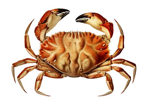 Dungeness Crab Download Free Vectors Clipart Graphics And Vector Art