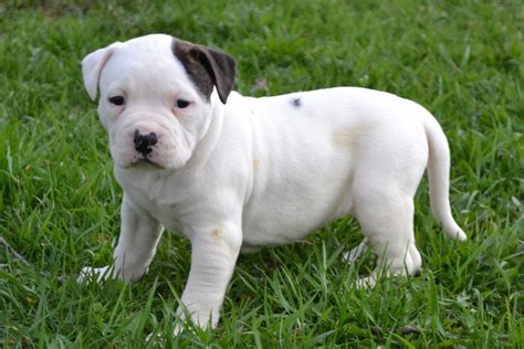 American bulldog mix for sale in star, mississippi. English Bulldog Puppy for Sale | American Bulldog Puppies ...