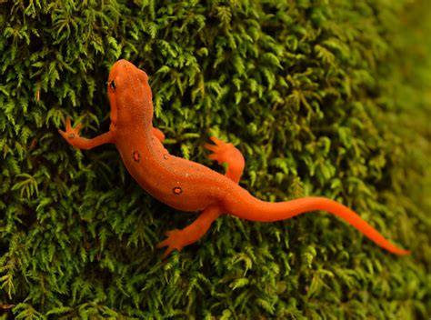 Facts About Newts Live Science
