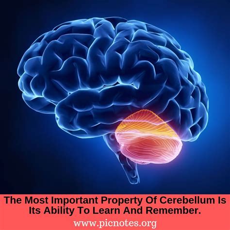 Cerebellum In 2023 Cerebellum Anatomy Anatomy Medical Science