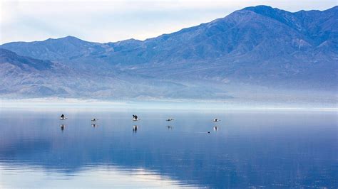 executive summary—water and birds in the arid west habitats in decline audubon