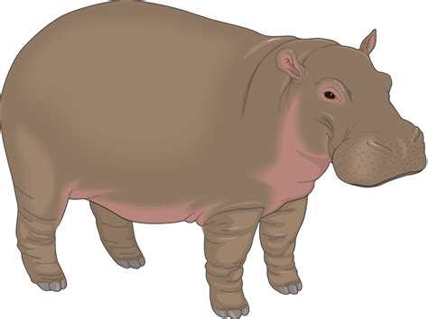 Download High Quality Animal Clipart Hippopotamus Transparent Png