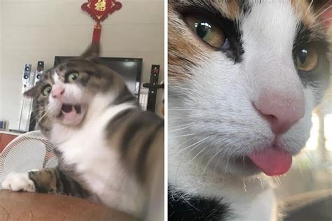 50 Times Felines Pulled A Funny Cat Face