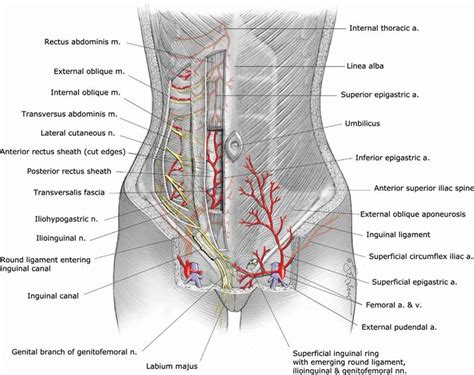 Surgical Anatomy Of Anterior Abdominal Wall In Anatomy Porn Sex