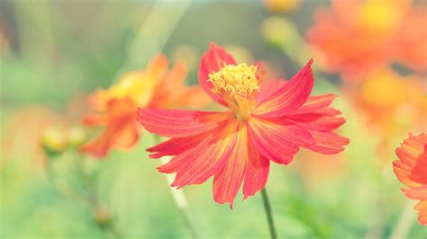 1920x1080 Cosmos Autumn Flowers Laptop Full Hd 1080p Hd 4k Wallpapers