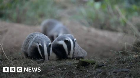 Badger Baiting Tackled With New Measures Bbc News