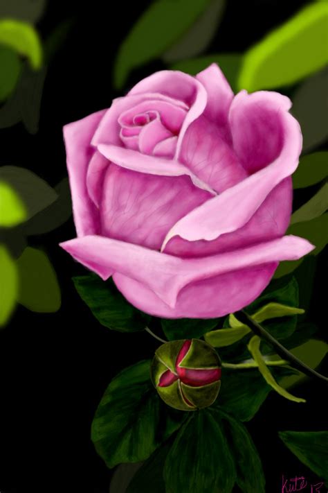 Pinkish Rose And Bud ← A Plants Speedpaint Drawing By Kutedymples