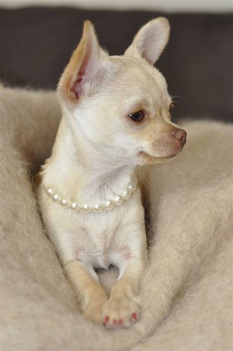 Cute Chihuahua Wearing Pearl Necklace Luvbat