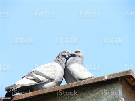 Pigeon In Love Stock Photo Download Image Now Bird Horizontal