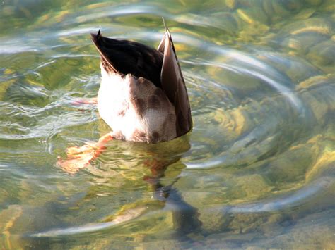 Mallard Duck Diving A Photo On Flickriver