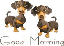 Hello good morning good morning animation good morning gif good morning dog. Good Morning Puppy GIFs | Tenor