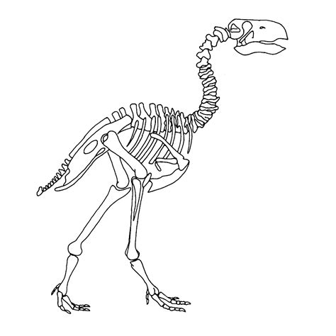 We hebben mooie kleurplaten van verschillende so. dino skelet kleurplaat - Google zoeken | Dinosaurussen, Skelet tekeningen, Dinosaurus