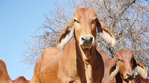 The larger associations offer breeding values to. Brahman Cattle In South Africa - Champion Brahman Breeder ...
