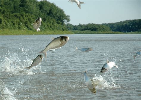 stop the spread asian carp trout unlimited canada