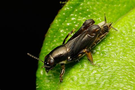 Orthoptera Отряд Ортоптеры Прямокрылые насекомые Order Orthoptera