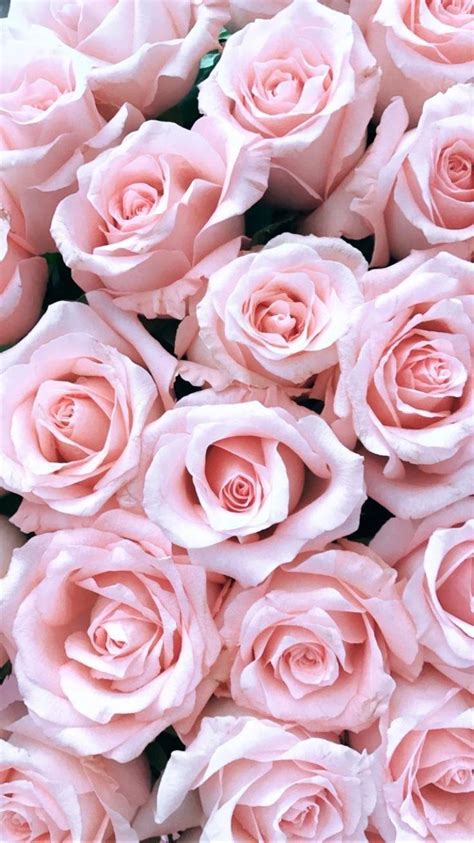 Light Pink Roses Wallpapers Top Những Hình Ảnh Đẹp