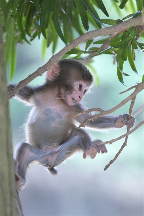 Practice Climing The Tree By Masashi Mochida Baby Monkey Pet Pet