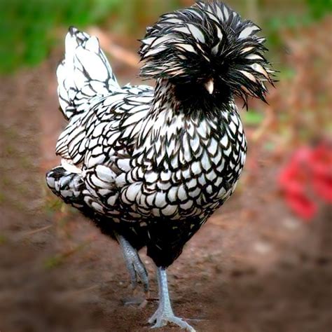 Silver Laced Polish Chicks For Sale Valley Hatchery