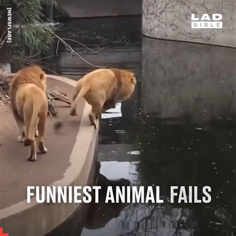 Funniest Animal Fails Animal We Tried Not To Laugh At These Animals