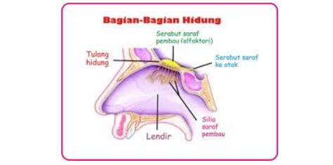 Gambar hidung daging hidung manusia ilustrasi hidung hidung hiasan hidung hidung hiasan hidung daging png dan psd untuk muat turun percuma in 2020 human clipart illustration clip art. Indera Penciuman Pada Manusia dan Fungsinya | Pintar Biologi