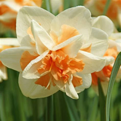 Narcissus Replete Easy To Grow Bulbs
