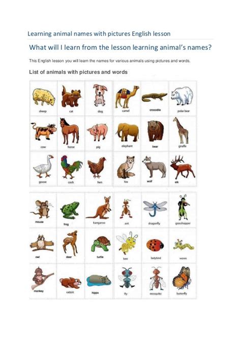Learning Animal Names With Pictures English Lesson