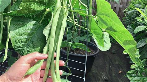 Green Bean Plant How To Grow Beans Growing Beans In Containers In Growing Runner