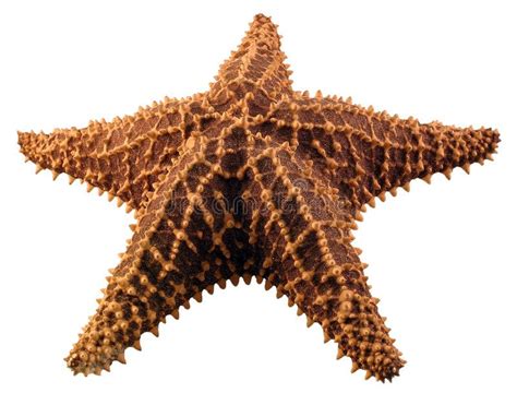 Starfish A Close Up Of A Starfish Isolated On A White Background Ad