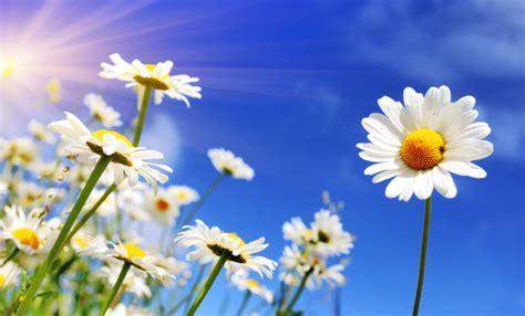 Blue Sky Background With Beautiful White Flowers Hd