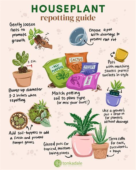 Your Guide To Repotting Indoor Plants Tonkadale