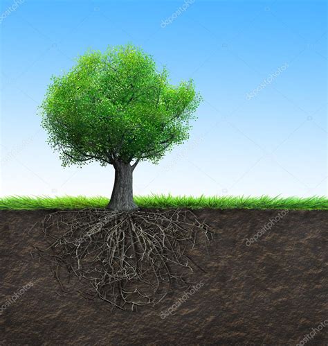 Tree With Roots Stock Photo By ©varuna 50343811