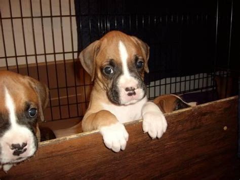 Cute boxer puppies available, 3 fawn males 2 fawn female 1 flashy sealed reverse brindle female docked tails and dew claws removed wormed and first shots. akc boxer puppies for Sale in Sanford, North Carolina Classified | AmericanListed.com