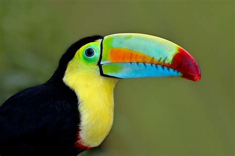 Touch This Image The Rainbow Billed Toucan Bird Has A Extended Beak To