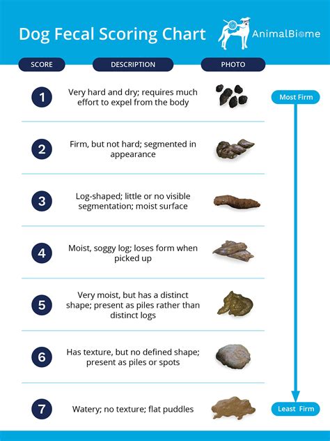 Dog Diarrhea How To Know Whats Causing It And Help Your Dog Feel