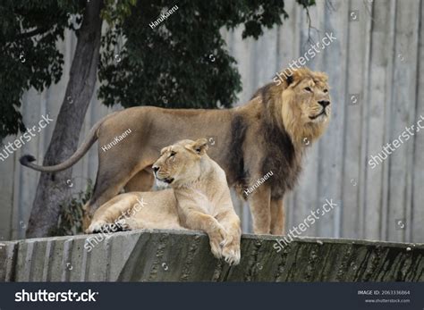 Lion Standing Behind Lioness Madrid Zoo Stock Photo Edit Now 2063336864