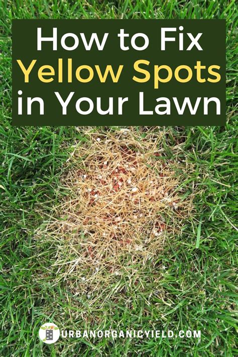 How To Fix Yellow Spots And Patches Grass Patch Lawn Lime For Lawns