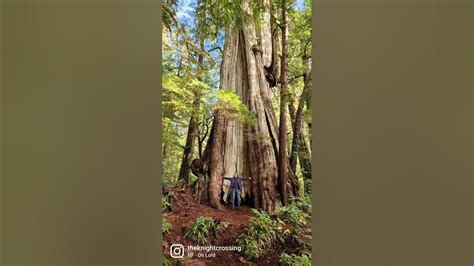 The Largest Tree In Canada The Cheewhat Giant Red Cedar Youtube