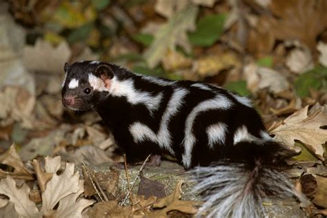 A Search – and a Good Word – for Skunks | Georgia Wildlife Blog