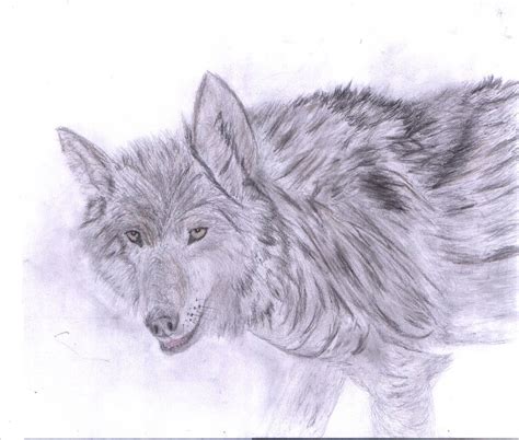 Wolf Drawing 9 By Outcasttherianthrope On Deviantart