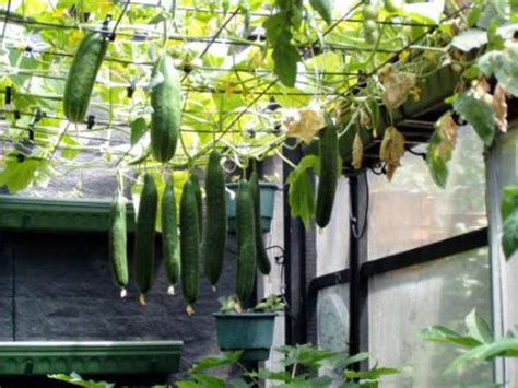 Use a heating pan under the tray or place it in the warmest, sunny location you have indoors. Everything You Need to Know About Growing Cucumbers ...
