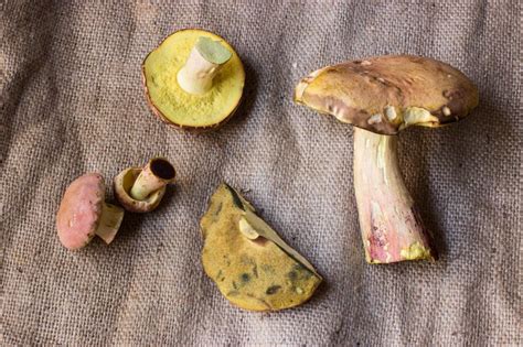 Bicolor Boletes Edible Minnesota Edible Wild Mushrooms Edible