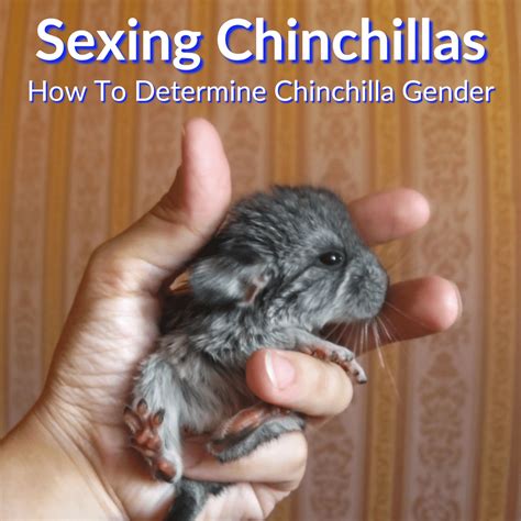 Sexing Chinchillas How To Determine Chinchilla Gender