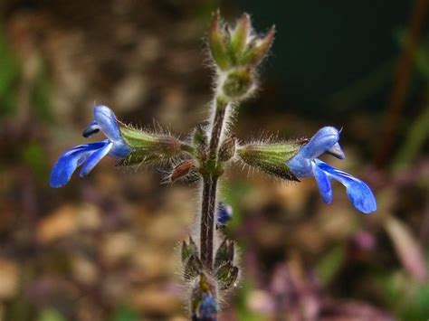 Plantfiles Pictures Salvia Species Sapphire Salvia Sinaloan Blue