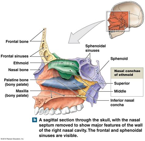 Anatomy Of Nasal Bones Anatomy