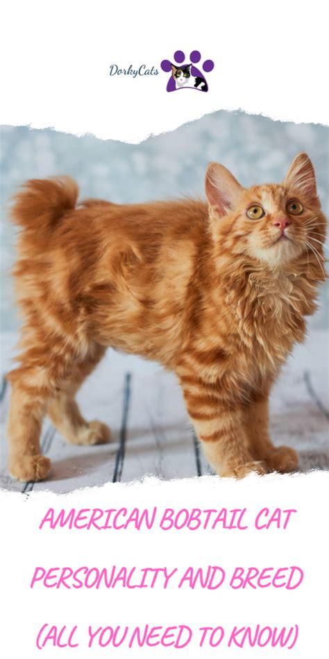 American Bobtail Cat Personality And Breed All You Need To Know