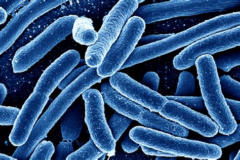 Can We Use Microbes To Fight Disease Howstuffworks