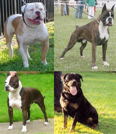 See more ideas about sims 4 pets, sims 4, sims. Mod The Sims - 4 Junkyard Dogs