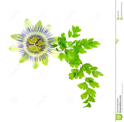 Passion Flower And Young Green Fern Branch Isolated On White Background