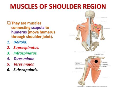 Shoulder Archives Cstc Myotherapy